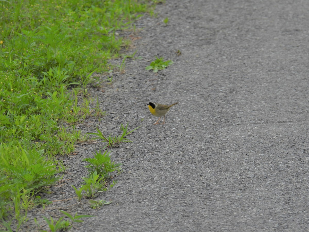 Common Yellowthroat - ML638326873