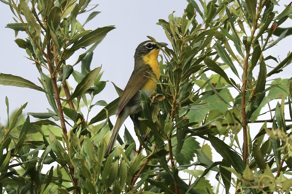 Yellow-breasted Chat - ML638326884