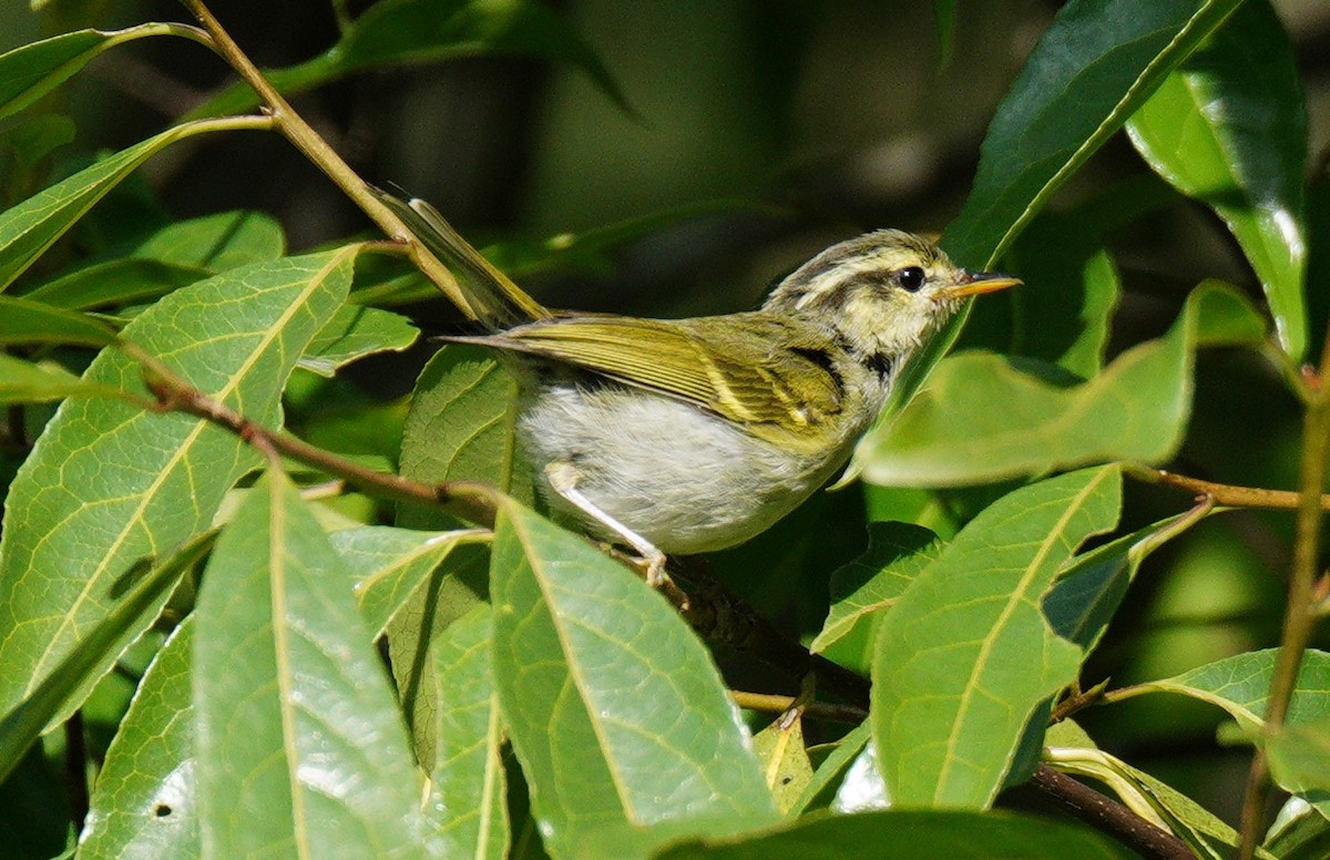 Blyth's Leaf Warbler - ML638326889