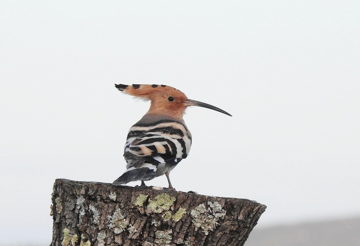 Eurasian Hoopoe - ML638326897