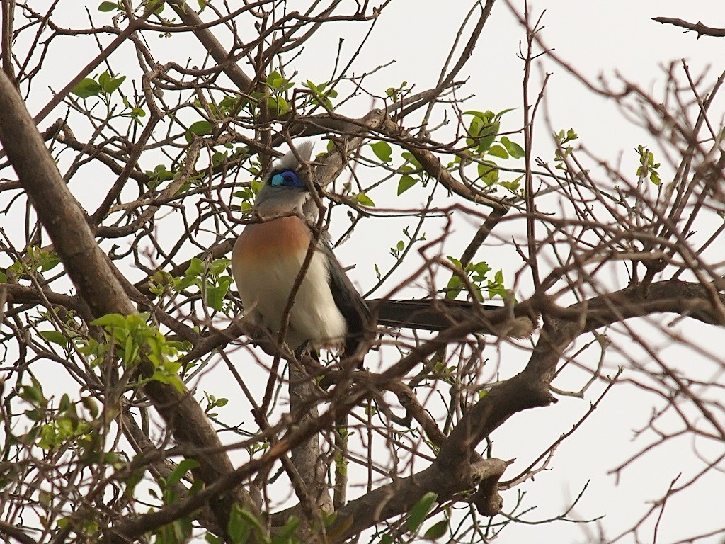 Crested Coua - ML638326919