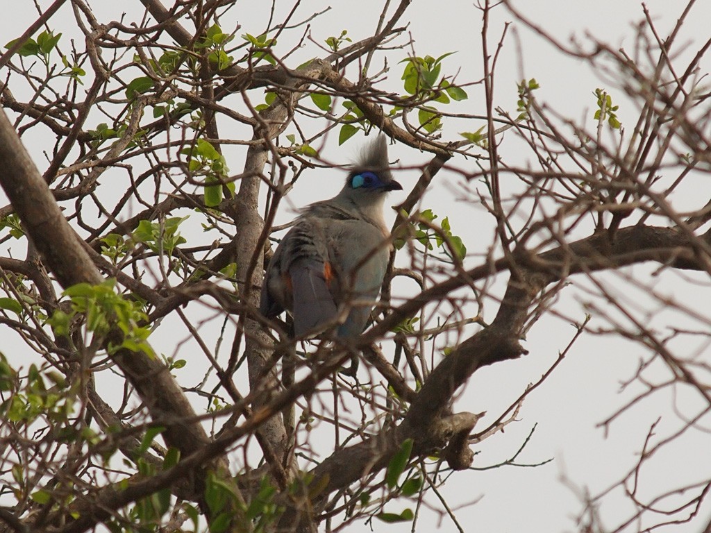 Crested Coua - ML638326920