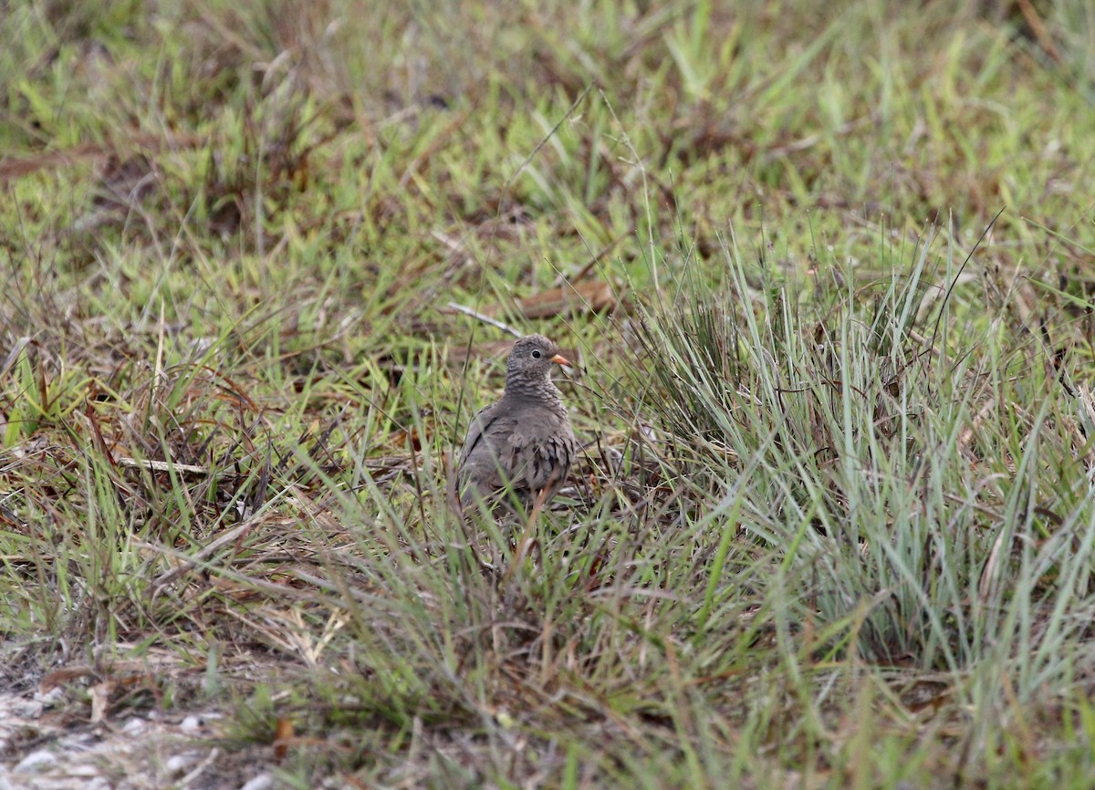Common Ground Dove - ML638326921