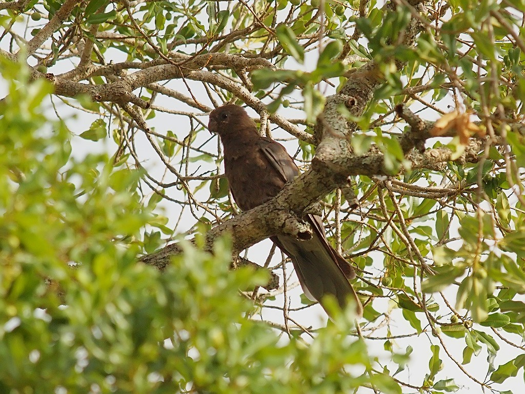 Lesser Vasa Parrot - ML638326927