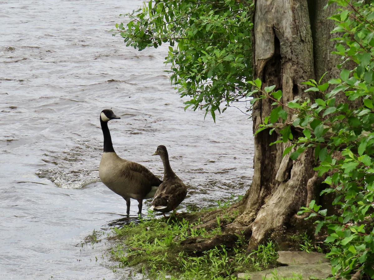 Canada Goose - ML638326937