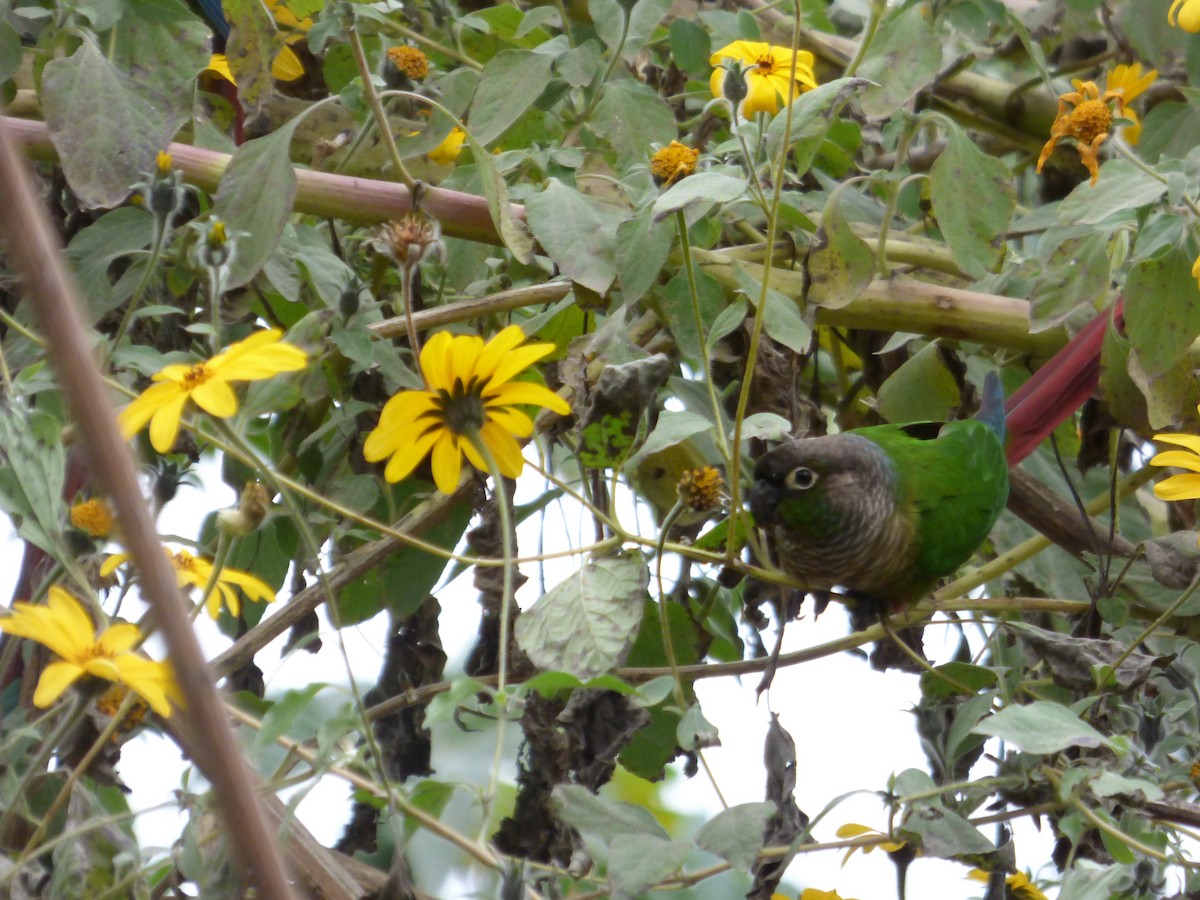 Green-cheeked Parakeet - ML638326941