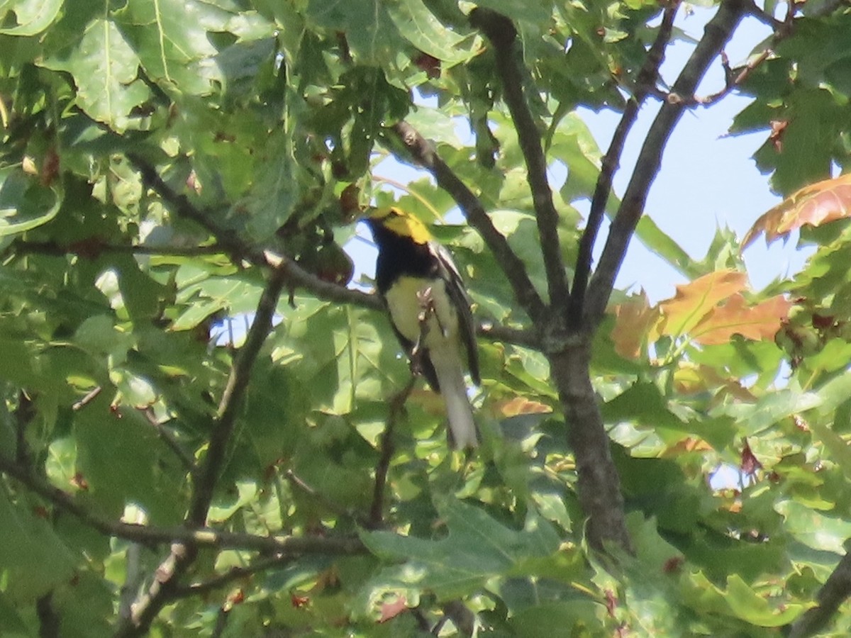 Black-throated Green Warbler - ML638326987
