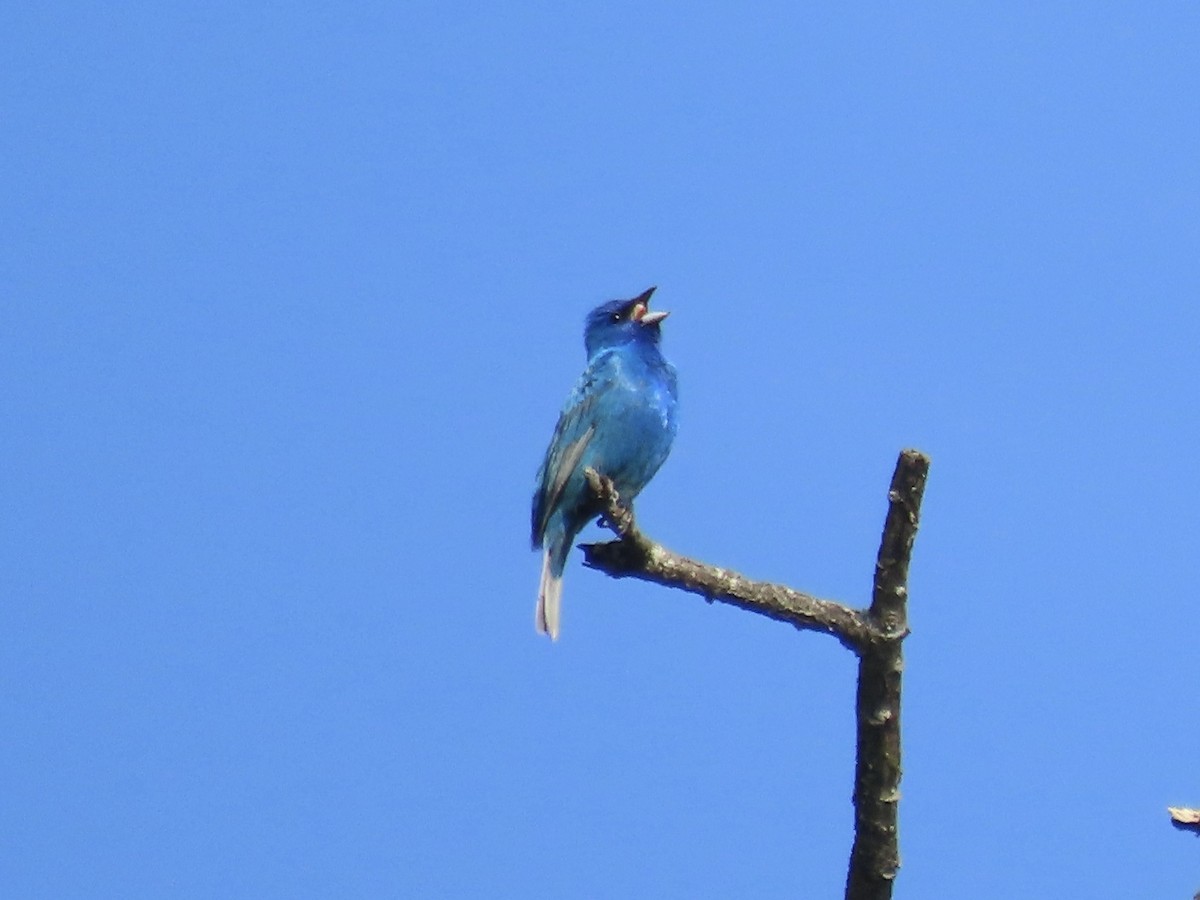 Indigo Bunting - ML638326995