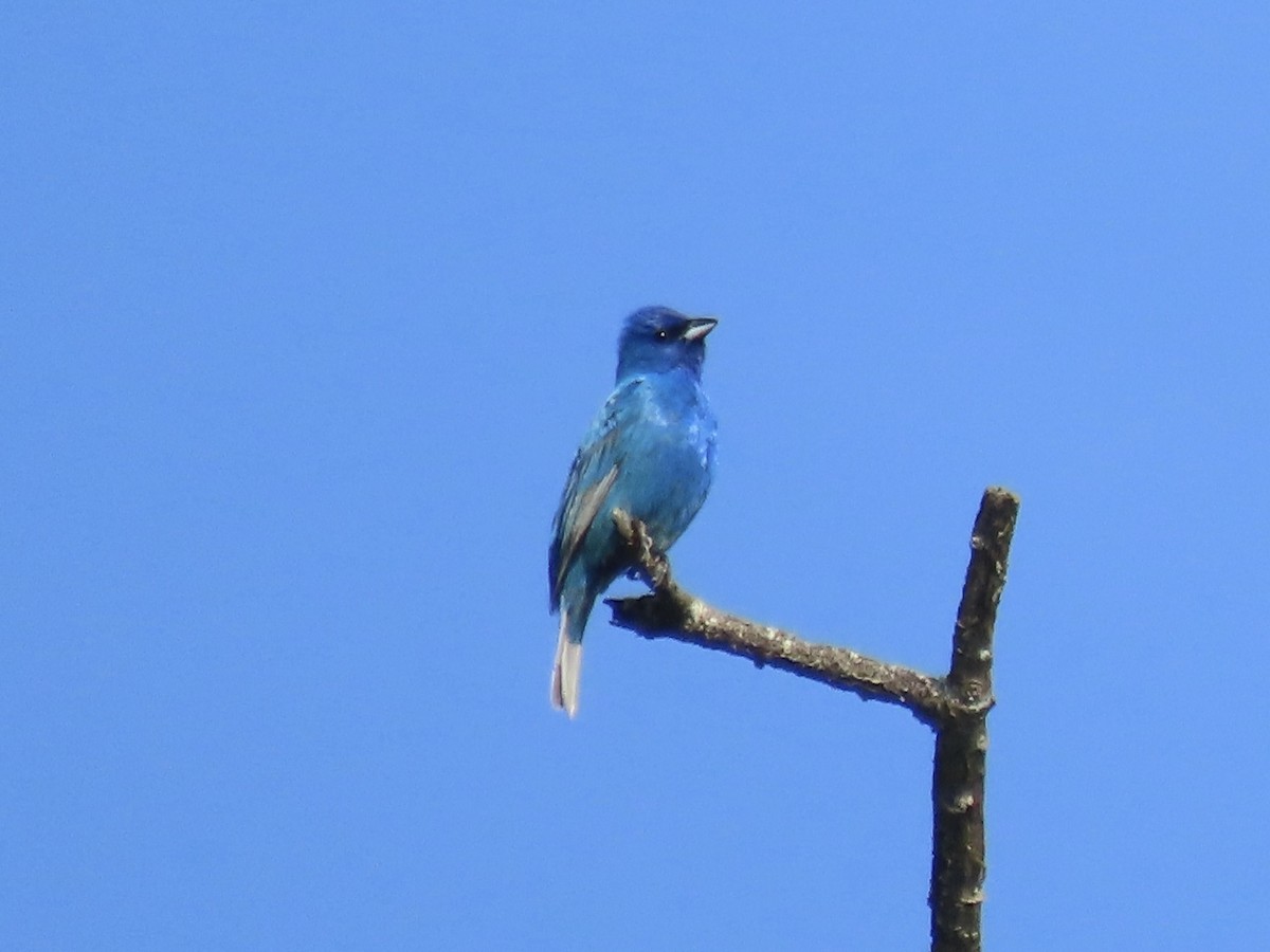 Indigo Bunting - ML638326996