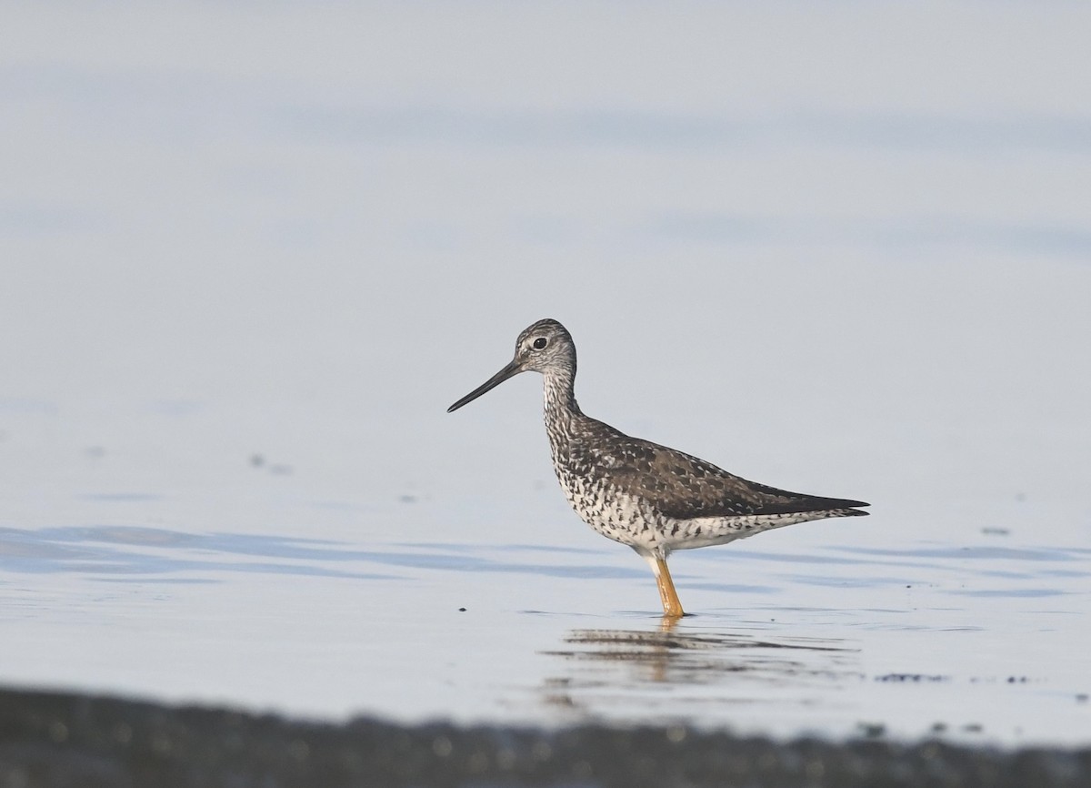 Greater Yellowlegs - ML638327008