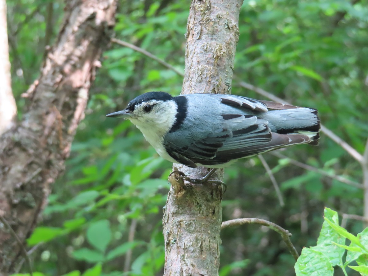 White-breasted Nuthatch - ML638327017