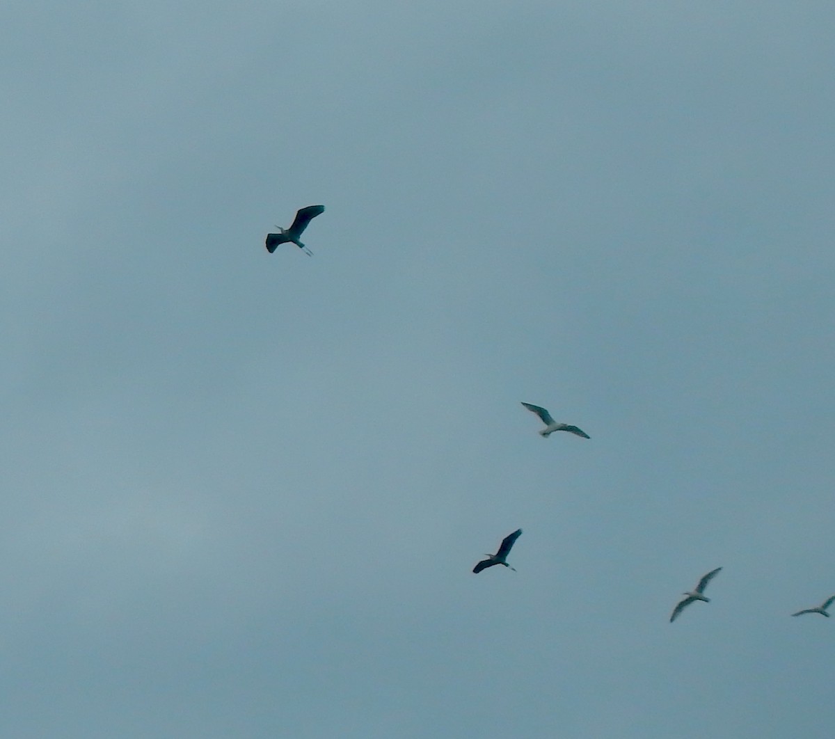 Garza Azulada (grupo herodias) - ML638327018