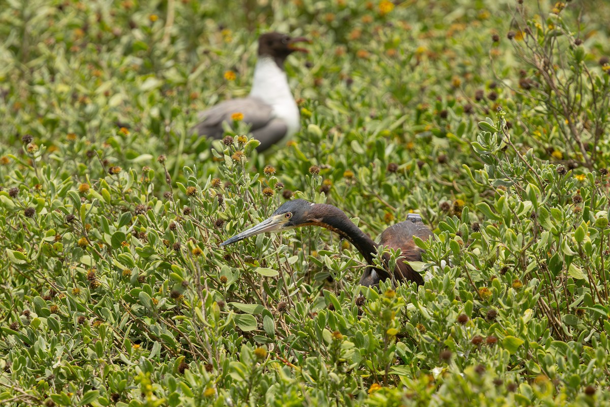 Tricolored Heron - ML638327033