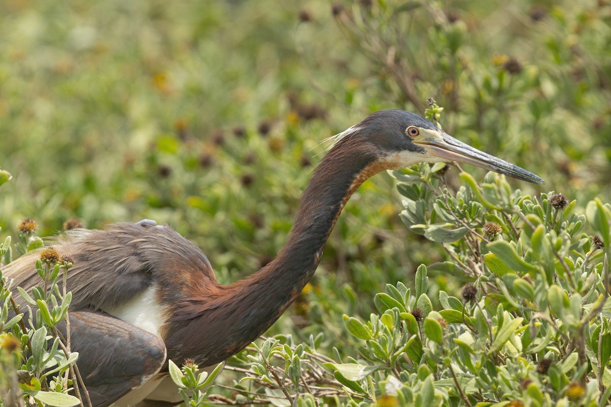 Tricolored Heron - ML638327035