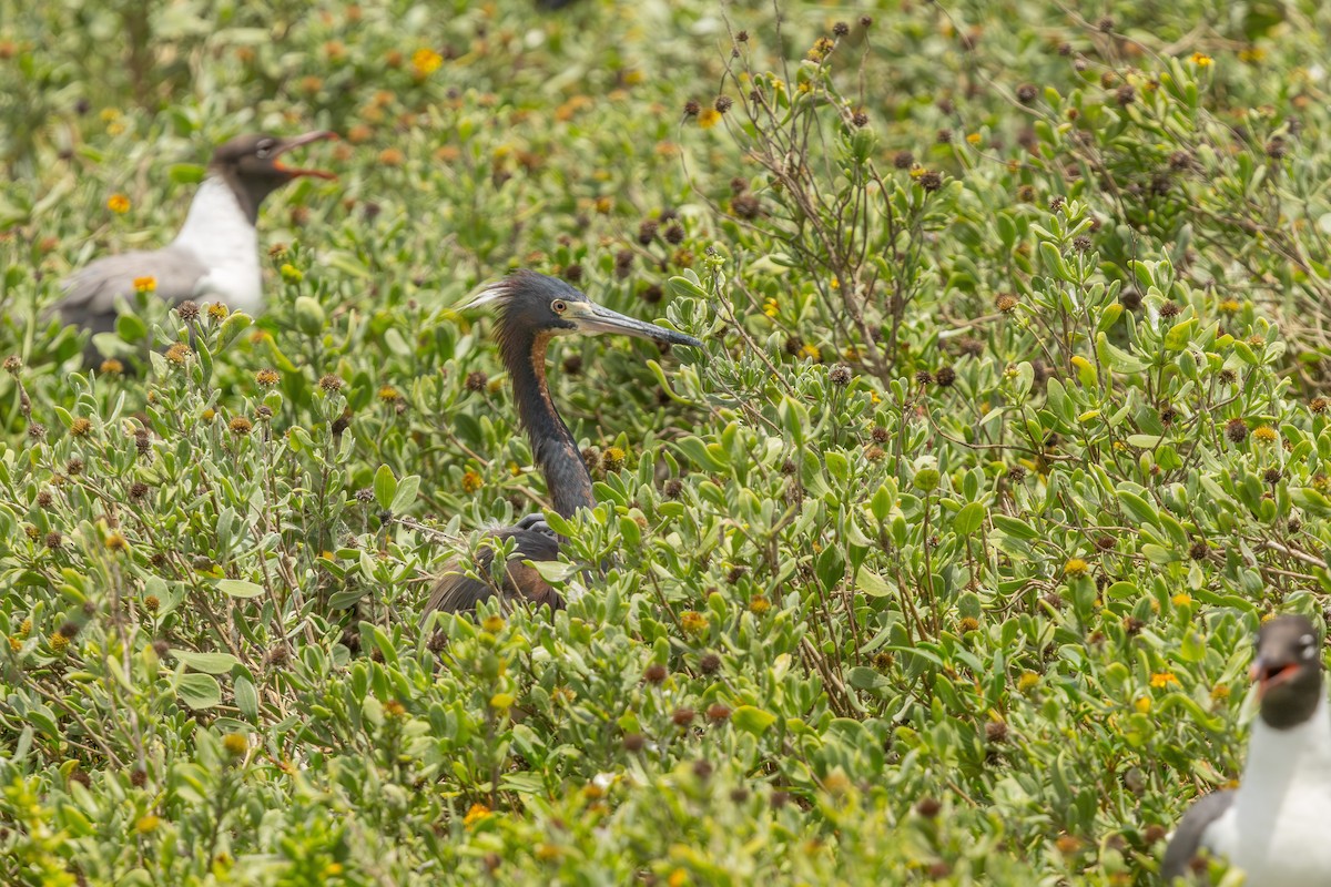 Tricolored Heron - ML638327036