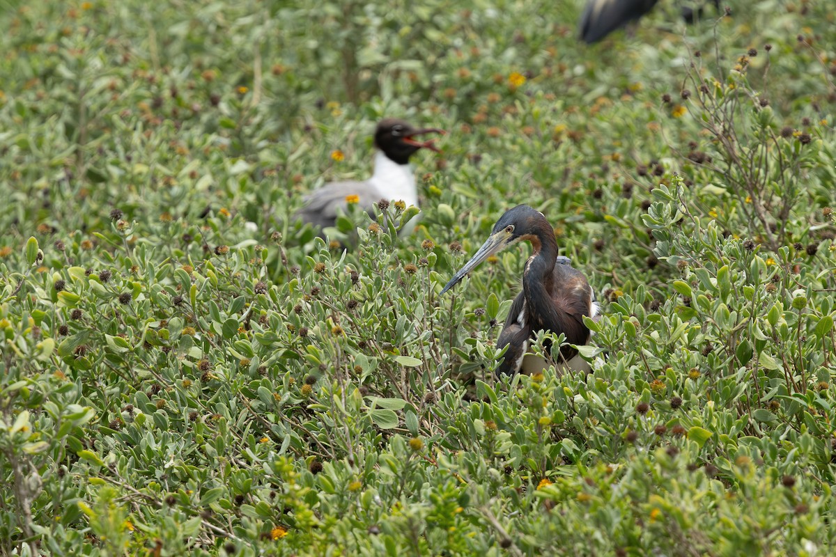 Tricolored Heron - ML638327037