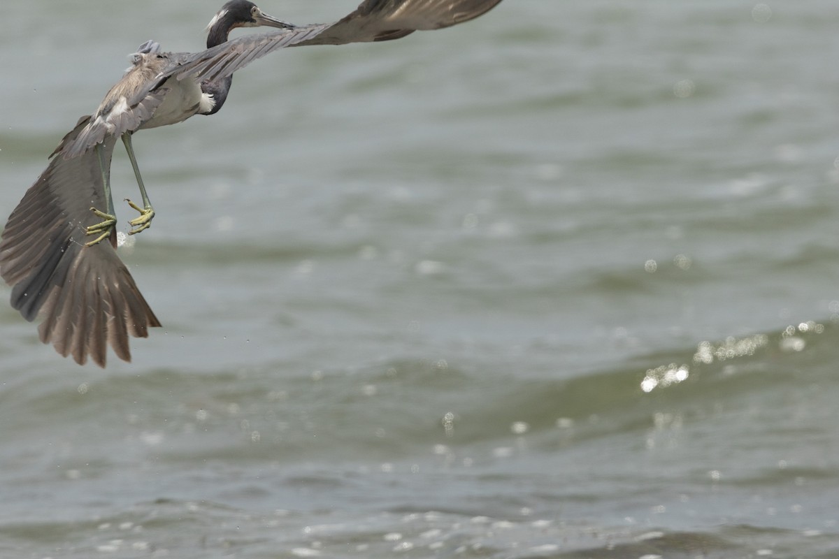Tricolored Heron - ML638327038