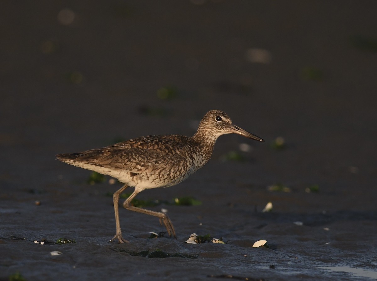 Willet (Eastern) - ML638327048
