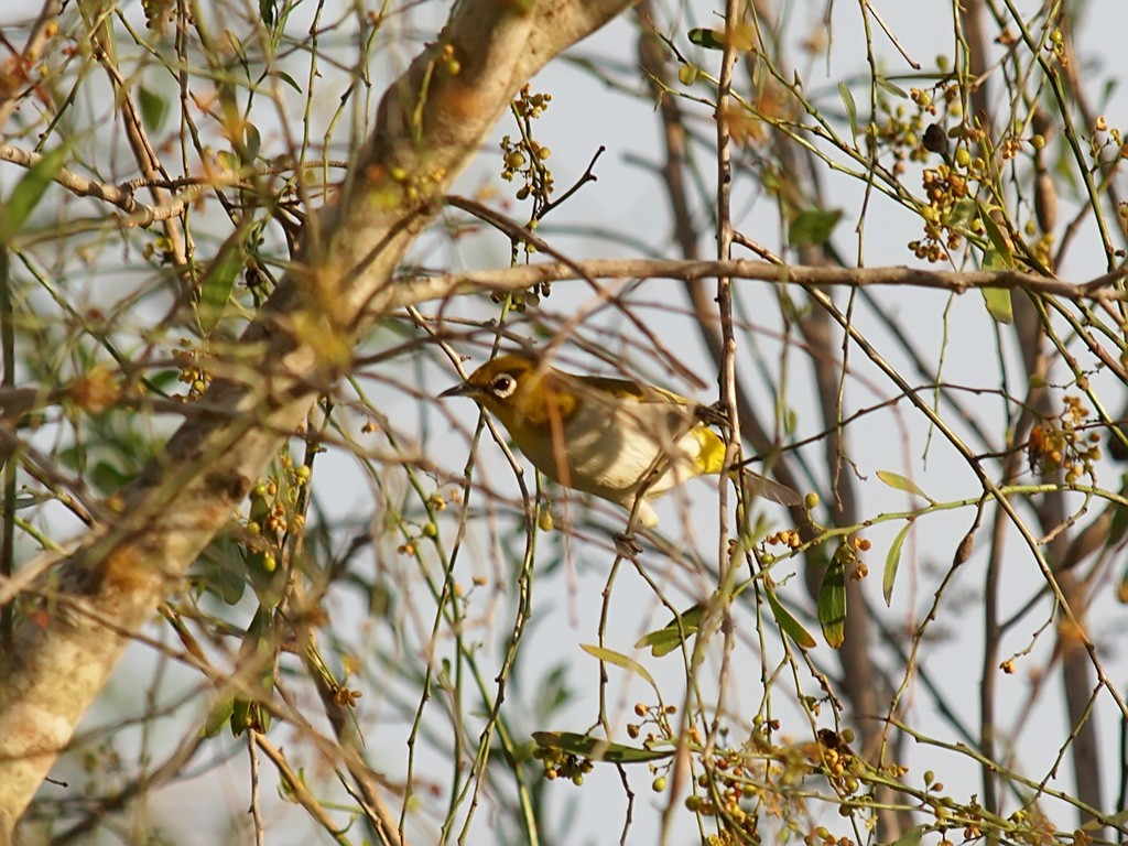 Malagasy White-eye - ML638327050