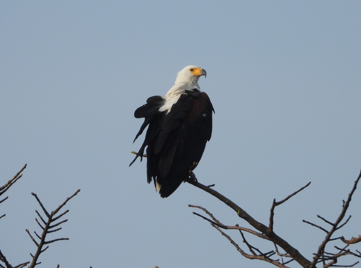 African Fish-Eagle - ML638327051