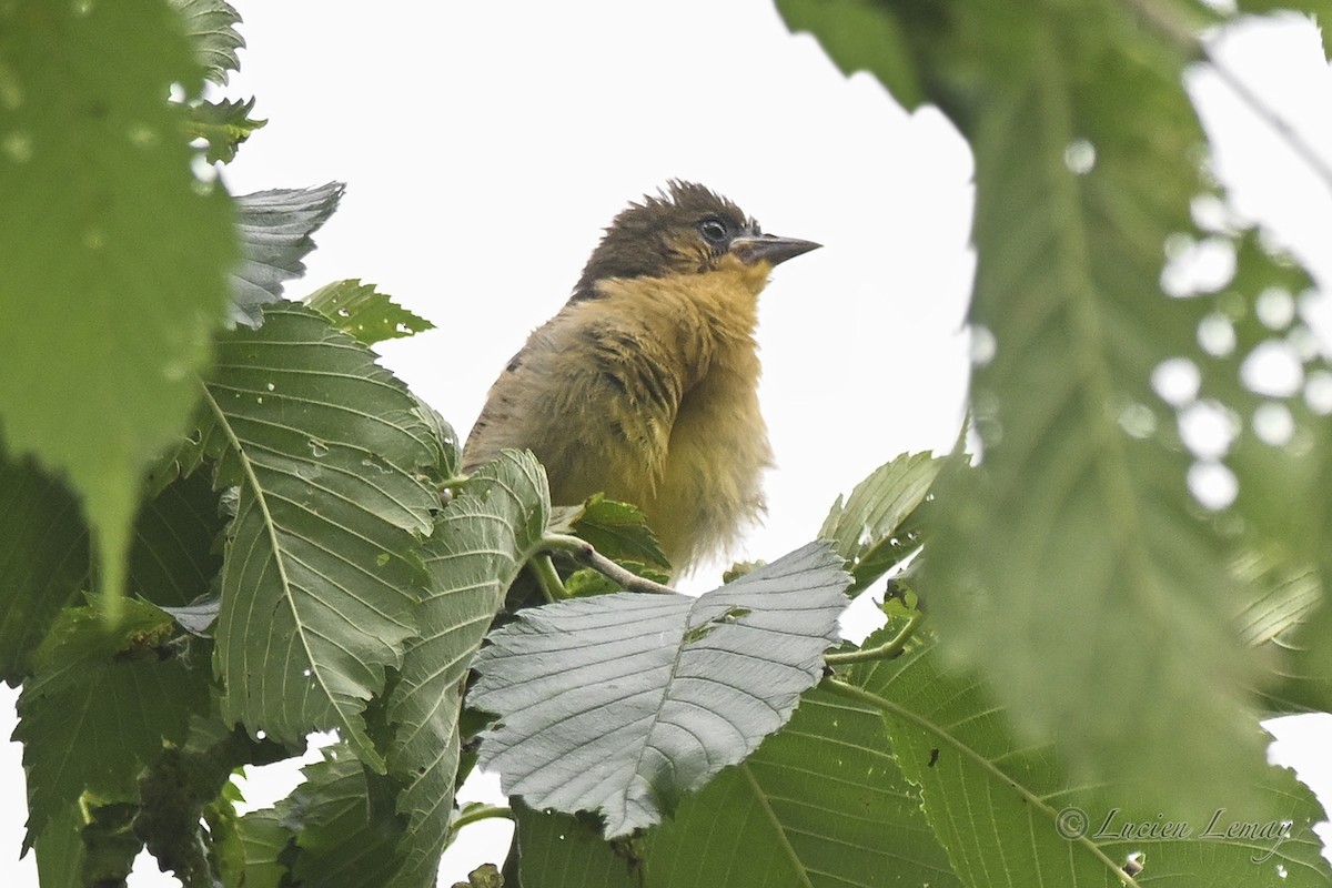 Baltimore Oriole - ML638327053