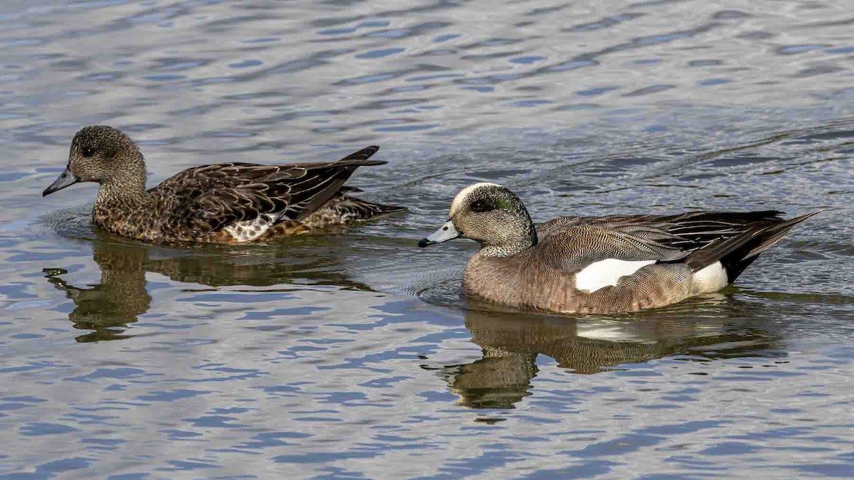 American Wigeon - ML638327054