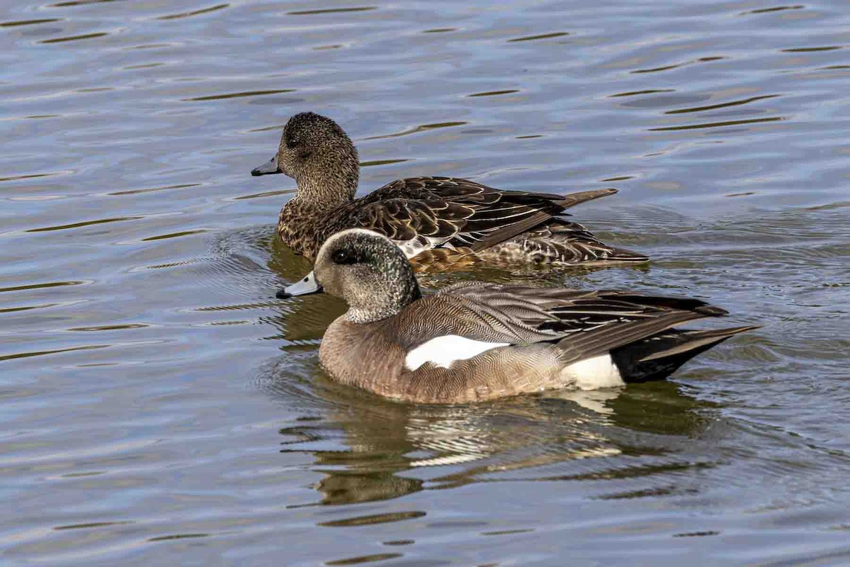 American Wigeon - ML638327055