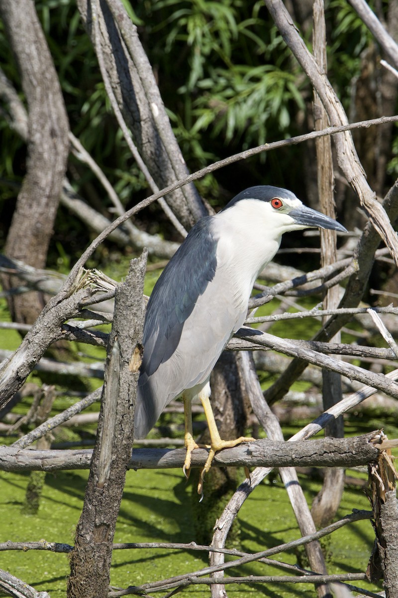 Black-crowned Night Heron - ML638327056