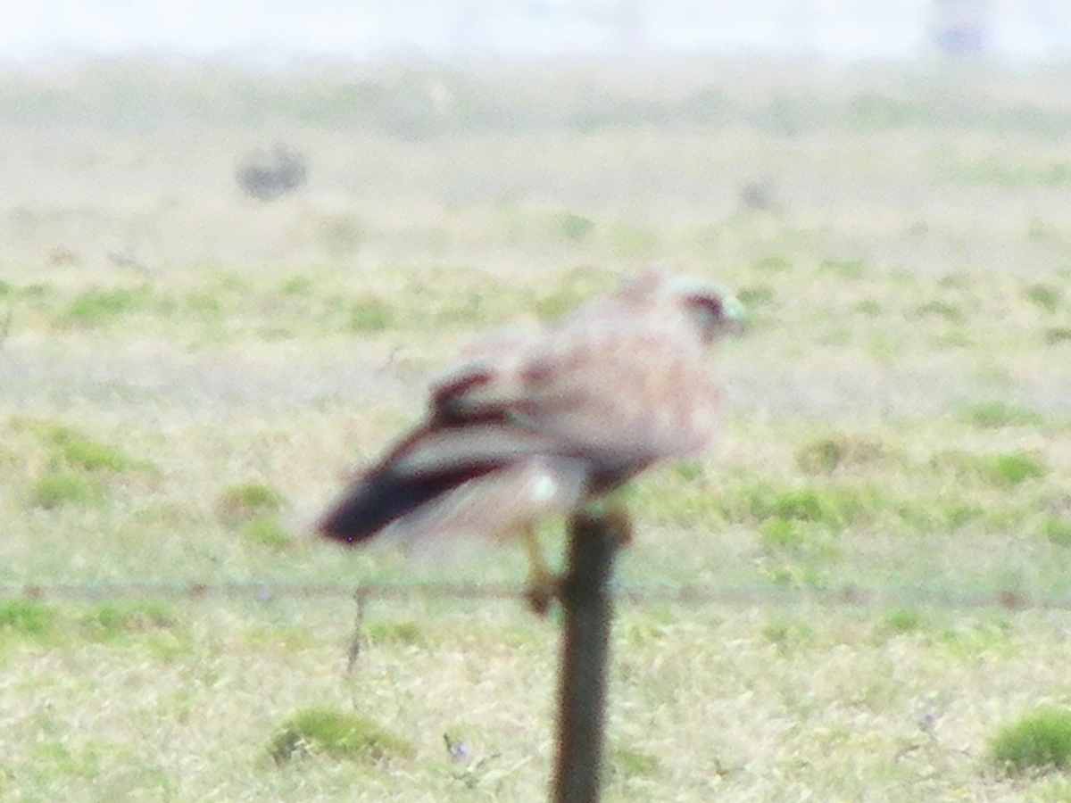 Swainson's Hawk - ML638327057