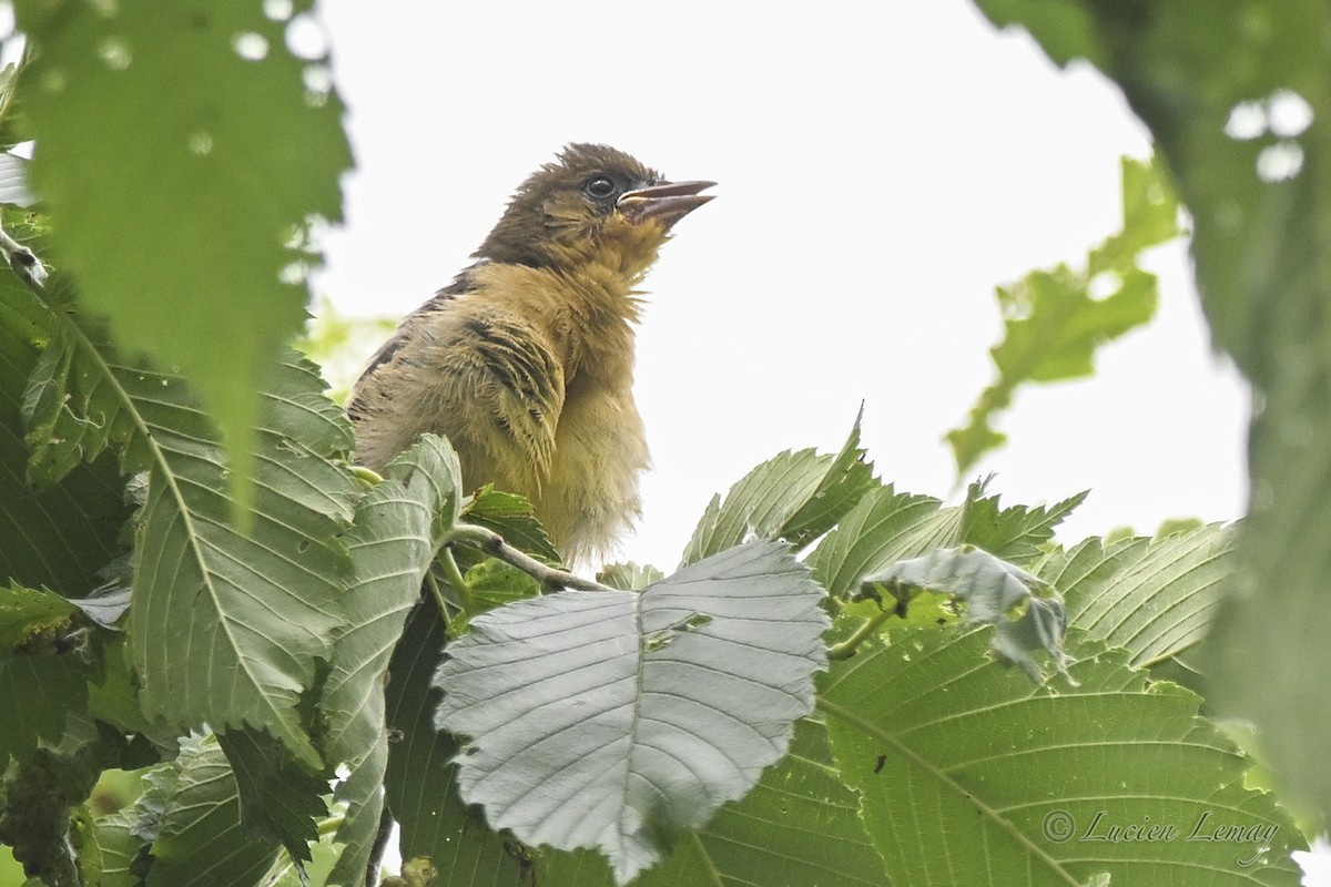 Baltimore Oriole - ML638327058