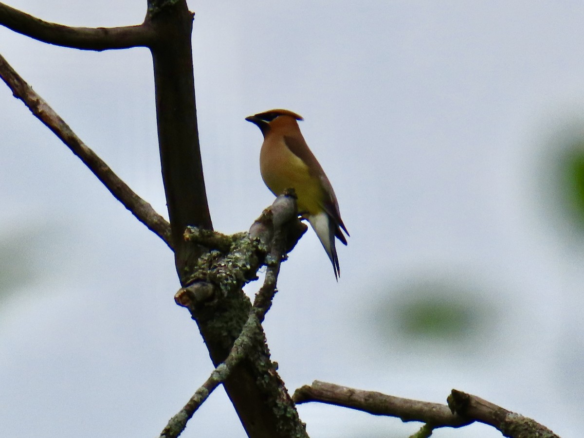 Cedar Waxwing - ML638327059
