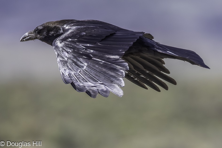 Common Raven - ML638327060