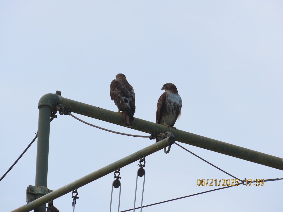 Red-tailed Hawk - ML638327063