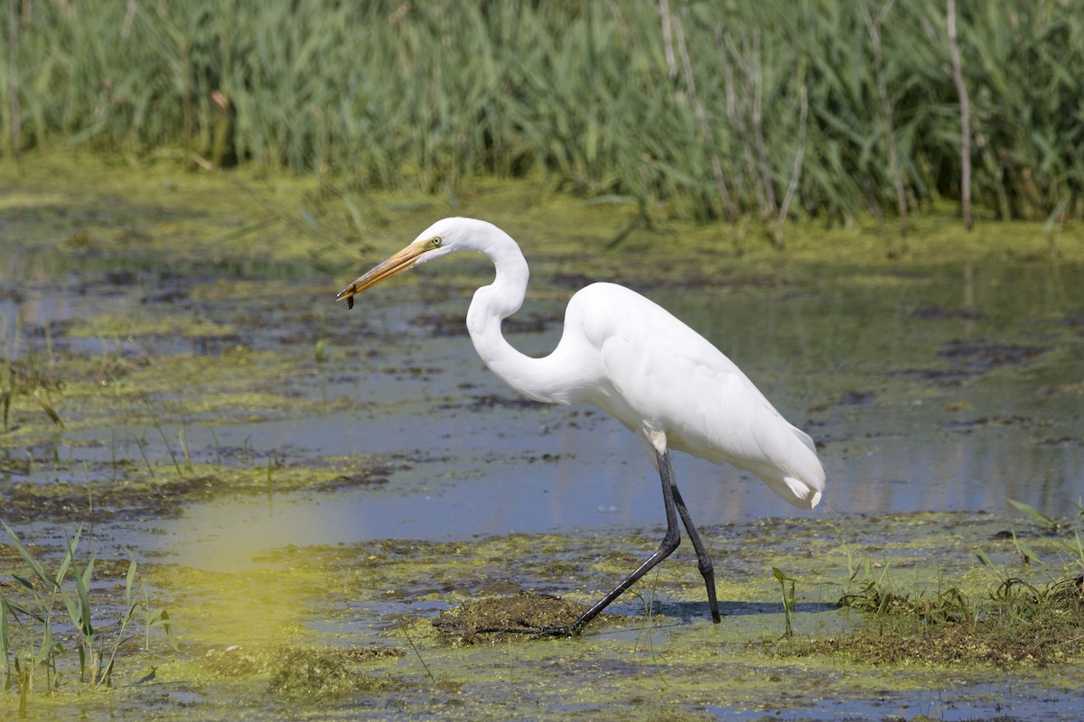 Great Egret - ML638327064