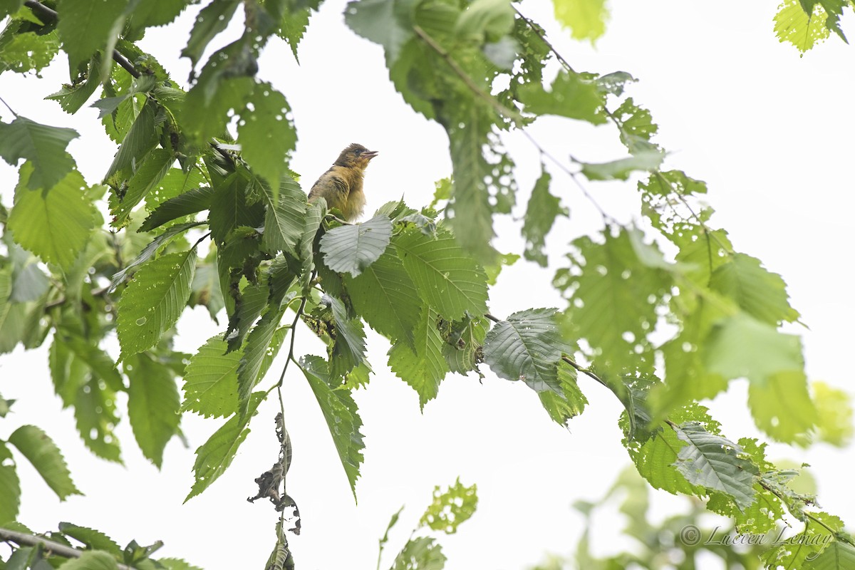Baltimore Oriole - ML638327065