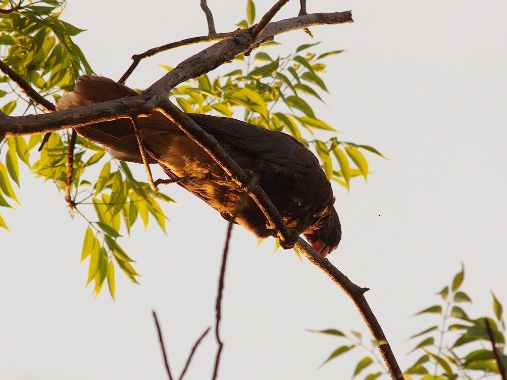 Lesser Vasa Parrot - ML638327066