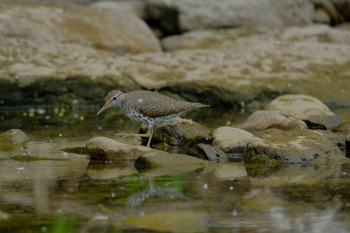 Spotted Sandpiper - ML638327068