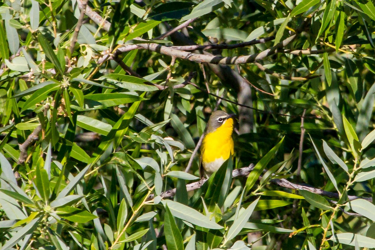 Yellow-breasted Chat - ML638327069