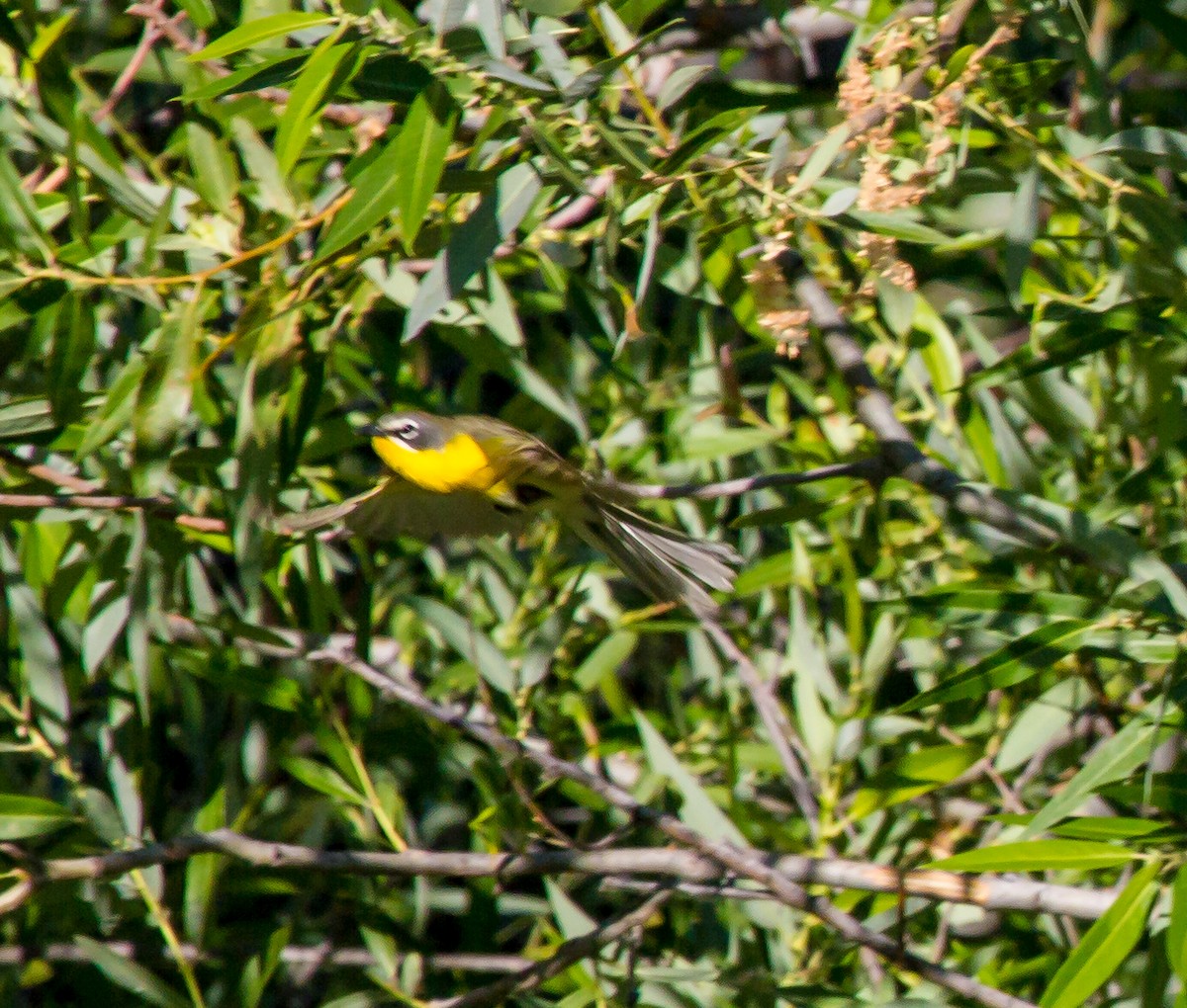 Yellow-breasted Chat - ML638327070