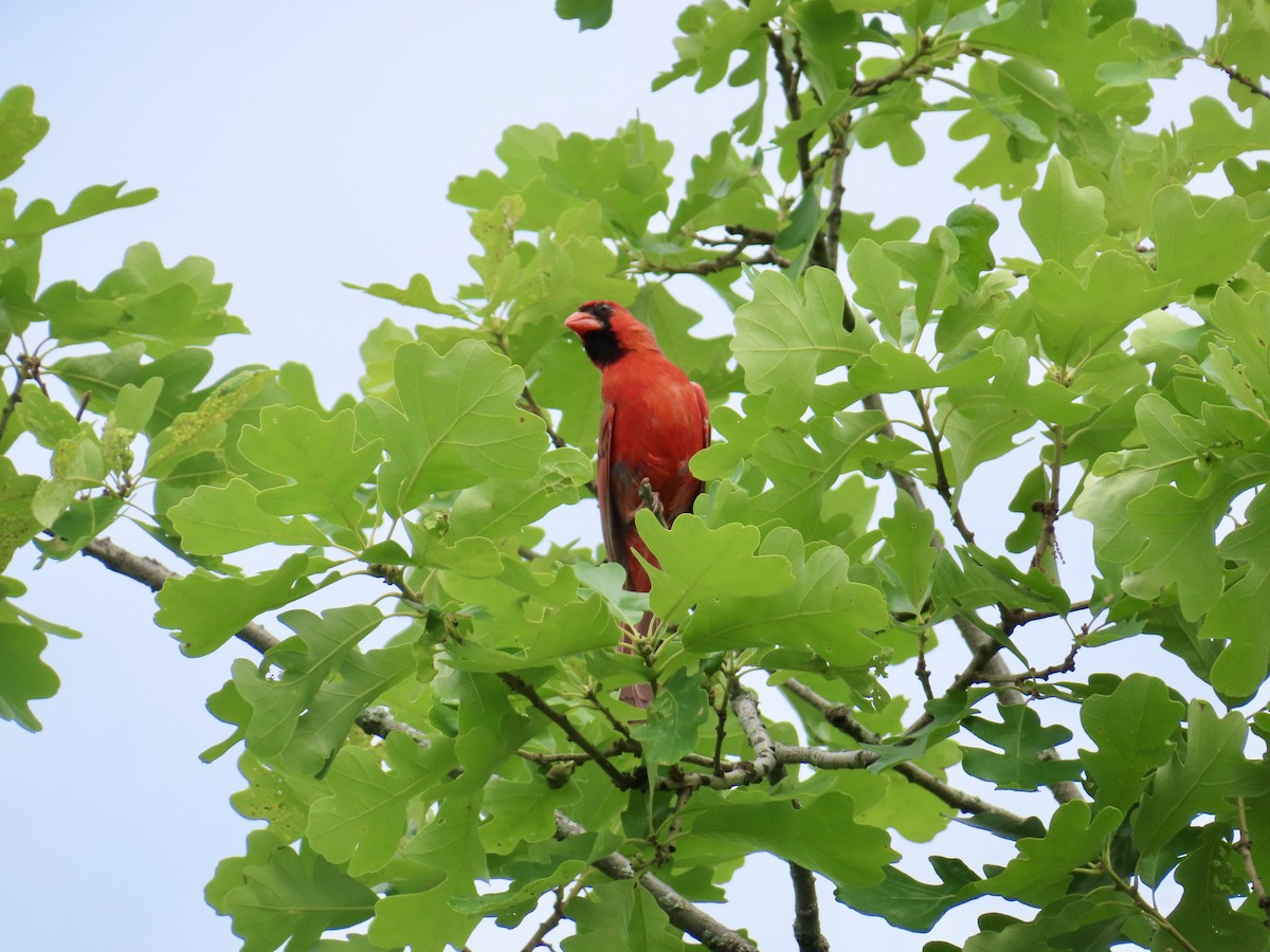 Northern Cardinal - ML638327079