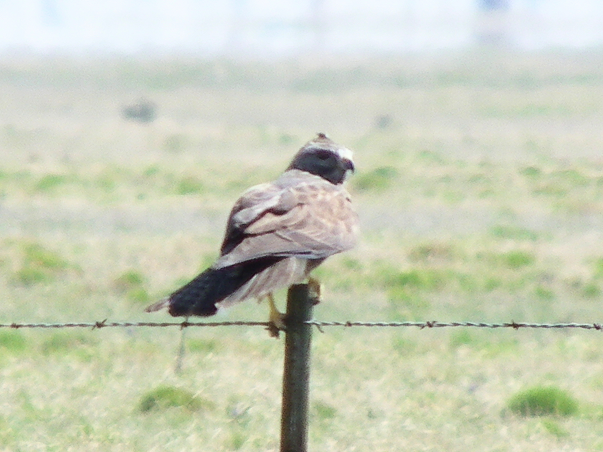 Swainson's Hawk - ML638327087