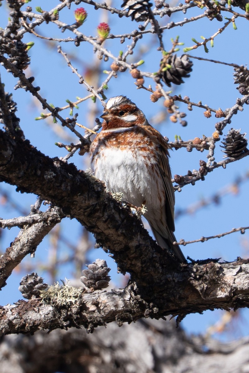 Pine Bunting - ML638327097