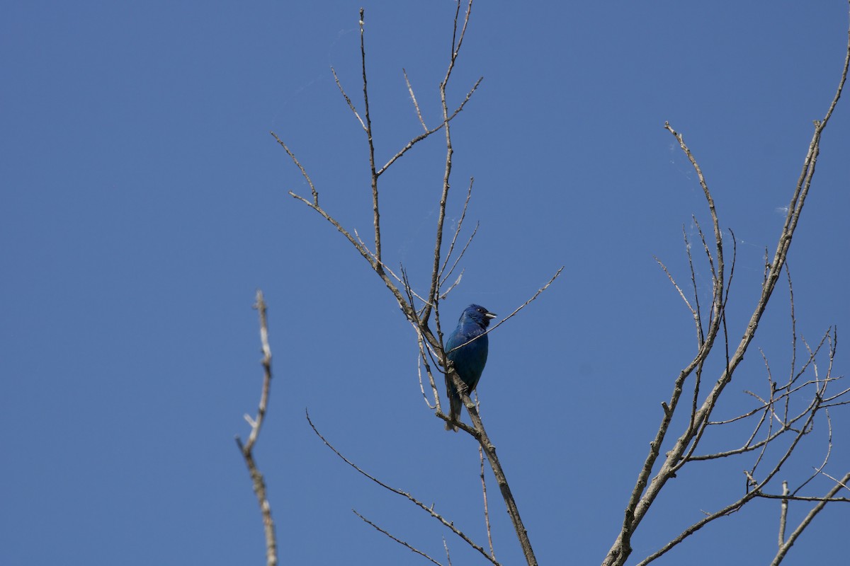 Indigo Bunting - ML638327098