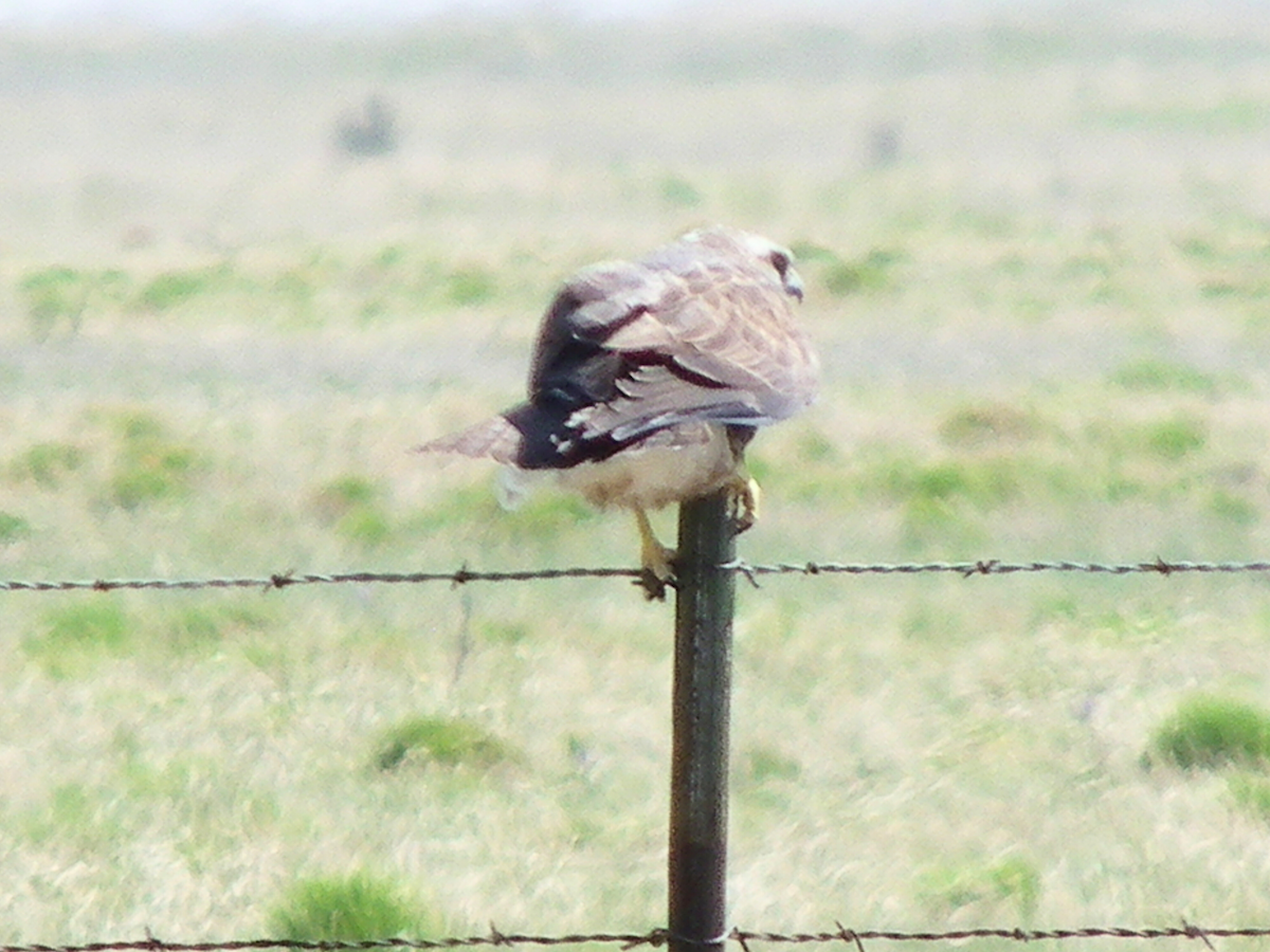 Swainson's Hawk - ML638327115
