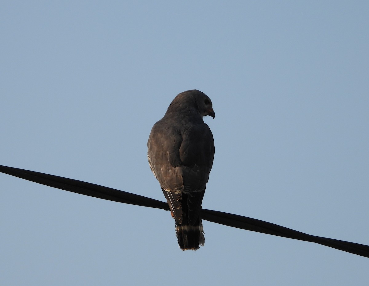 Kertenkele Şahini - ML638327119
