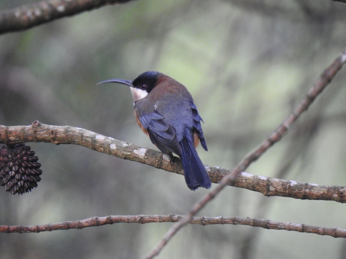 Eastern Spinebill - ML638327121