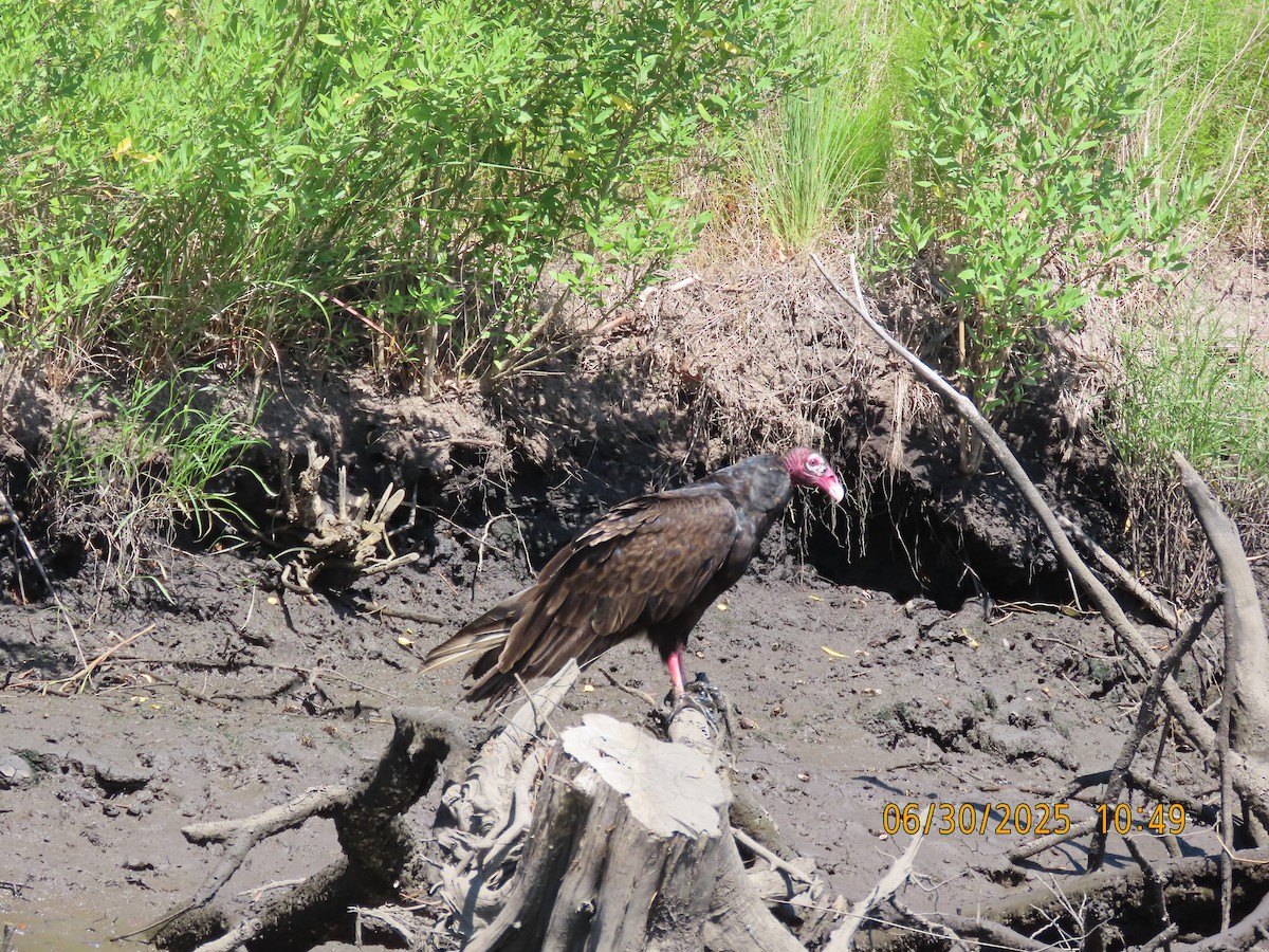 Aura Gallipavo - ML638327125