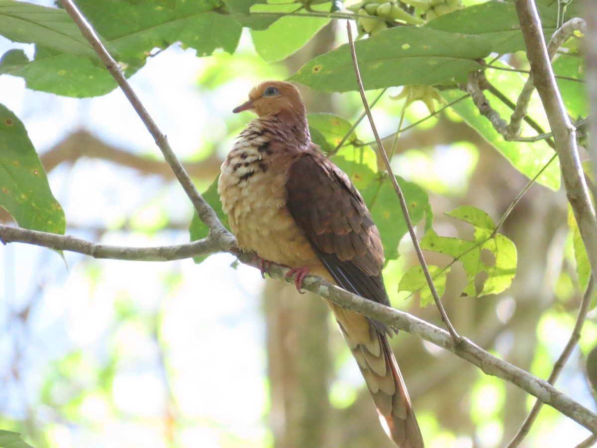 Little Cuckoo-Dove - ML638327133