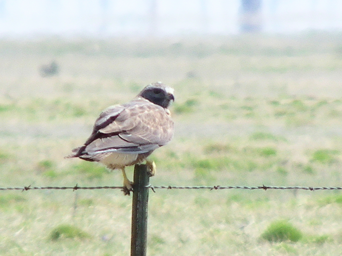 Swainson's Hawk - ML638327144