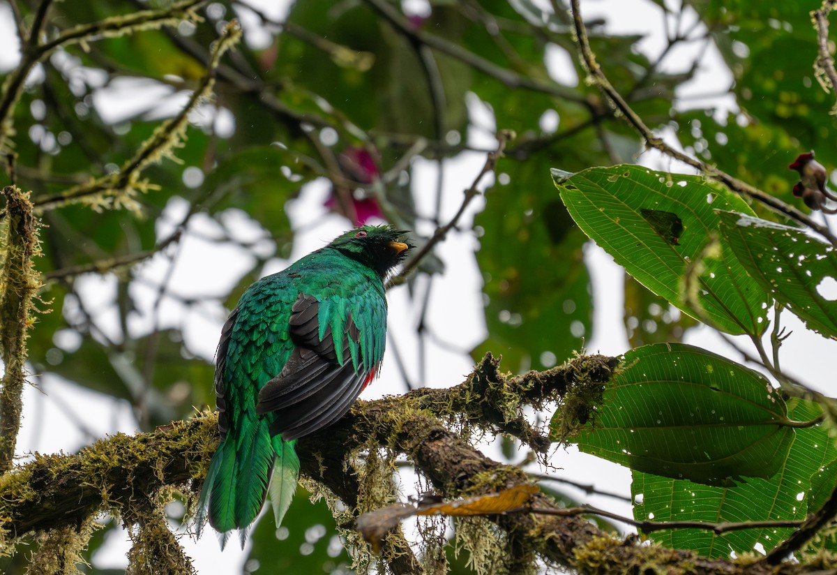 Crested Quetzal - ML638327150